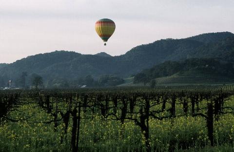 A balloon floats over a vineyard and mustard in this 2007 Napa Valley, California, photo.