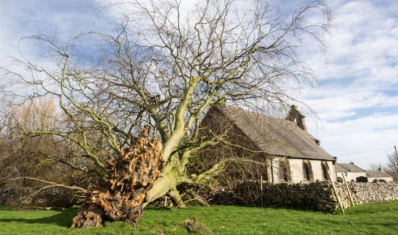A large tree that's fallen down in front of a home.
