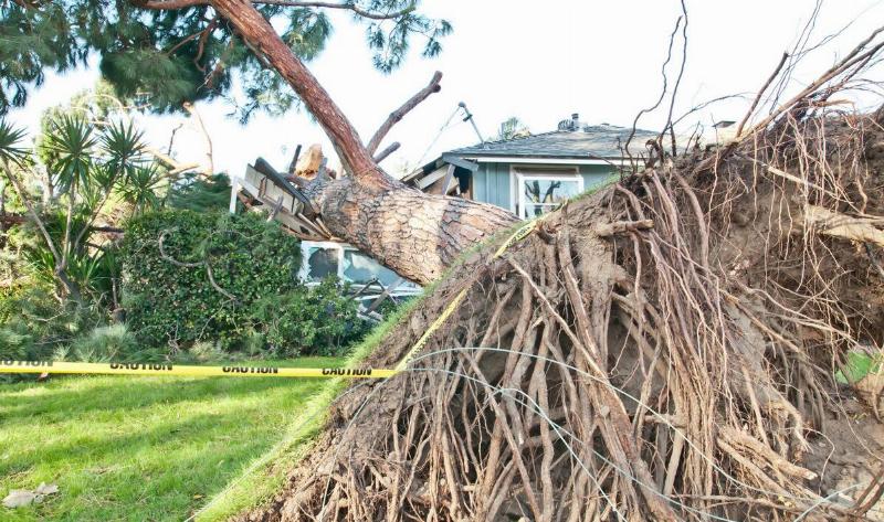 A large tree that's fallen down in front of a home.