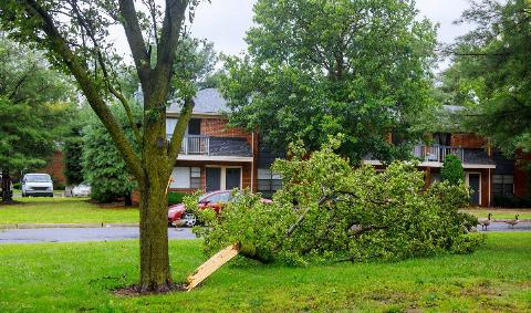 A large tree branch fallen in a yard.