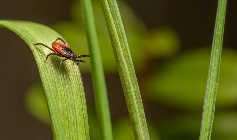 A tick on a blade of grass.