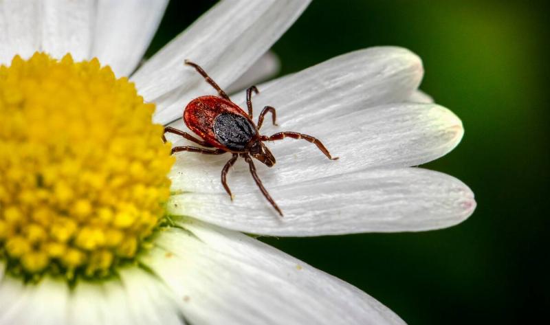 A tick on a flower.