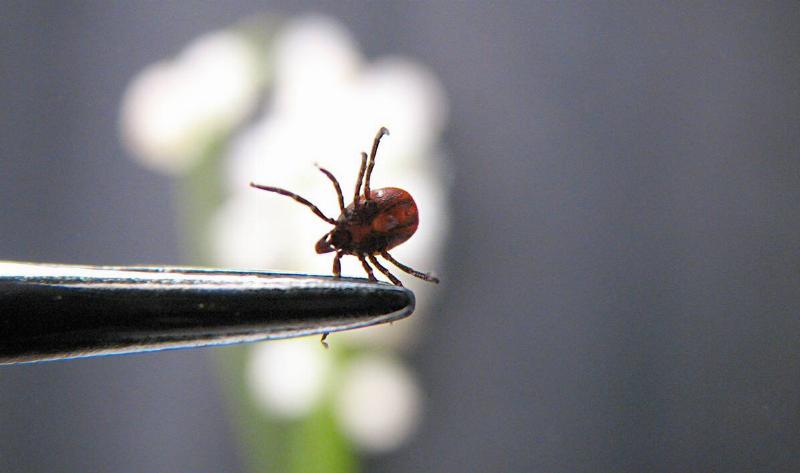 A tick being held by tweezers.
