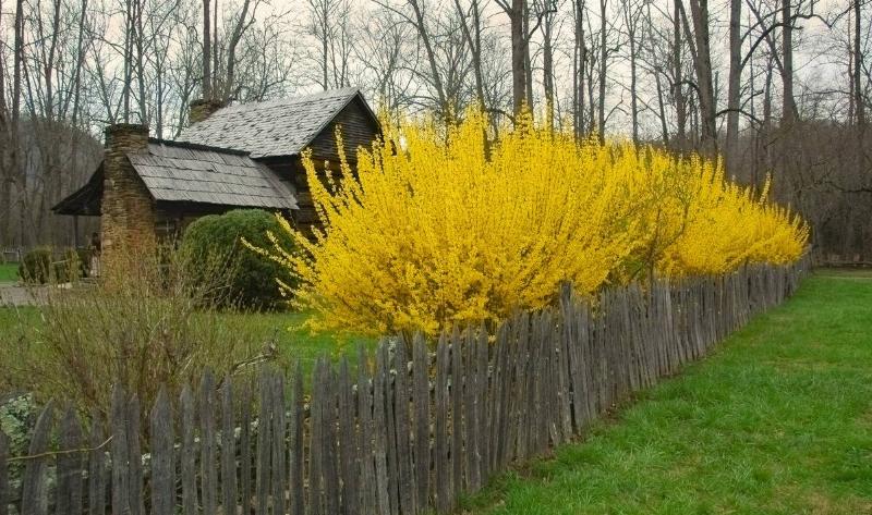 A large forsythia bush.
