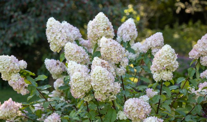 A Panicle Hydrangea bush.