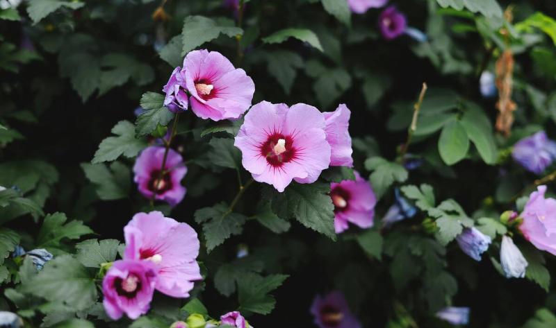 A group of Rose of Sharon flowers.