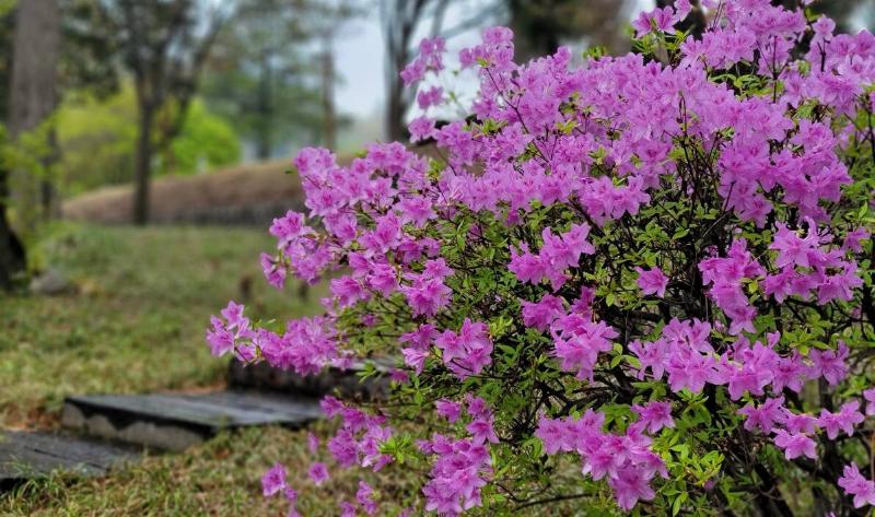 A pink azalea bush.