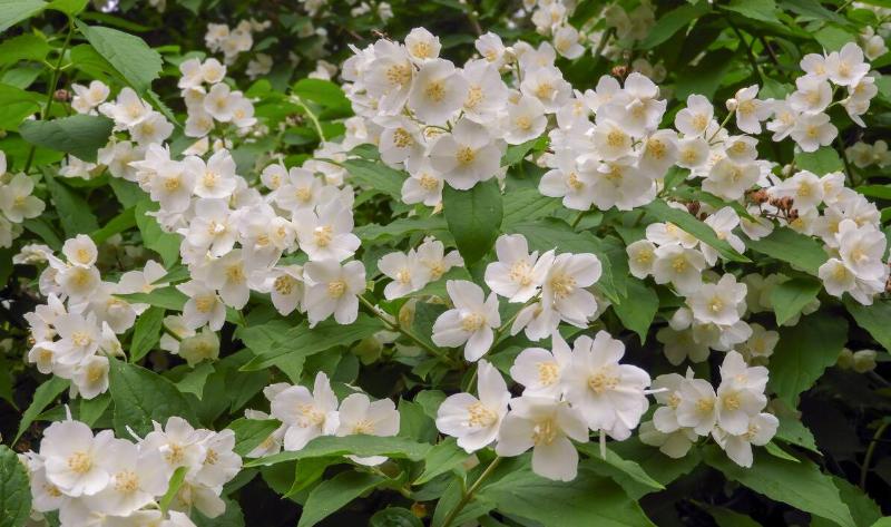 A Mock Orange bush.