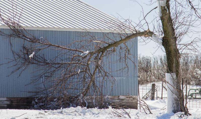 A tree next to a large barn where a large limb has snapped off.