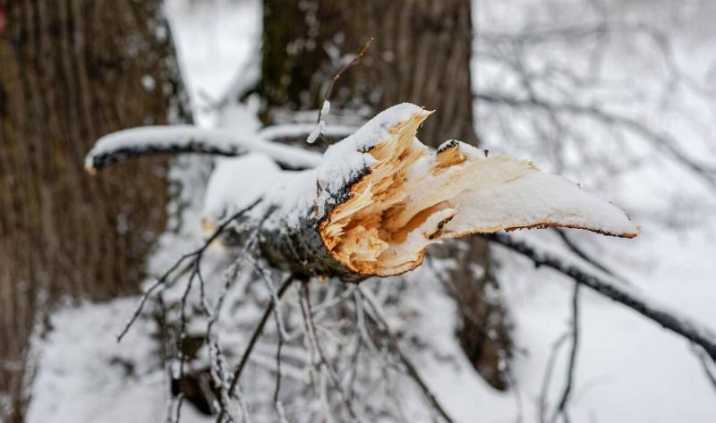 A tree limb that's been snapped off during winter.