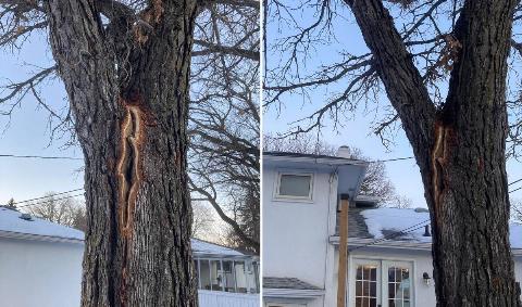 A split image of a tree outside someone's home with a crack in it.