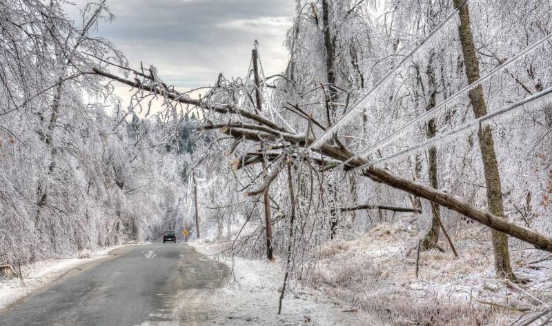 A tree that's fallen over onto some power lines, all covered in ice during winter.