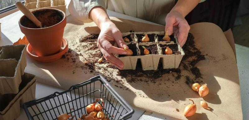 Garden,gardening home. Girl replanting green pasture in home  garden.agriculture,indoor garden,room with plants banner Potted green 
plants at home, home jungle,Garden room gardening, Plant room