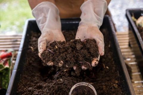 A person in gloves using both hands to hold up some dirty in which worms can be seen.