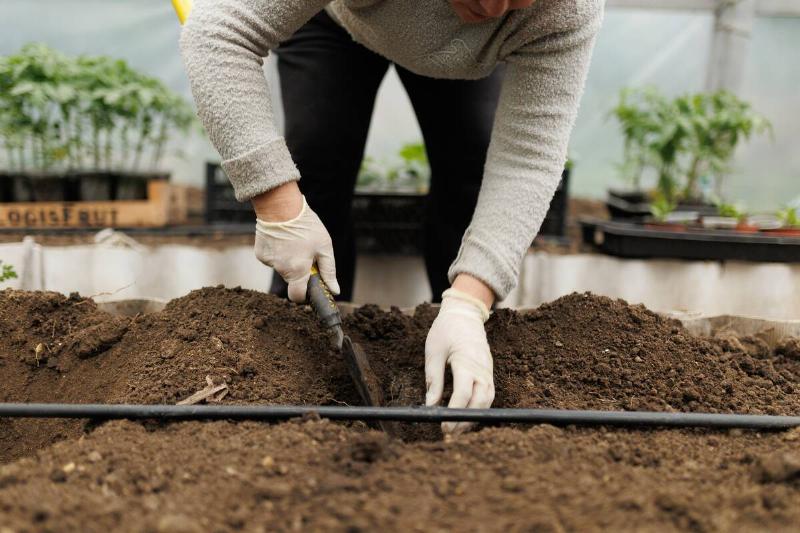 Close-up of a farmer's hands meticulously digging small holes in the garden soil for seedlings.