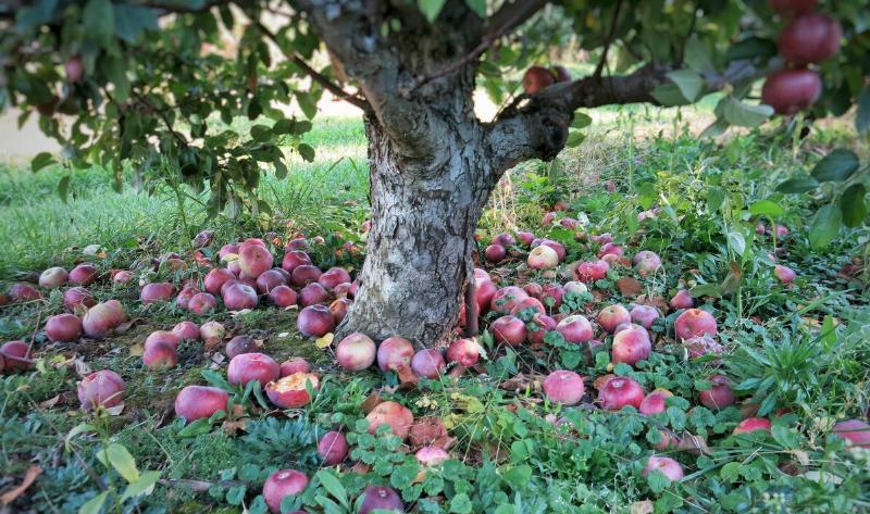 An apple tree surrounded by fallen apples.