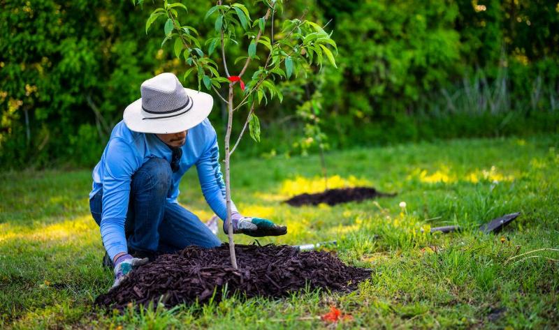 A man putting mulch at the base of a young tree.