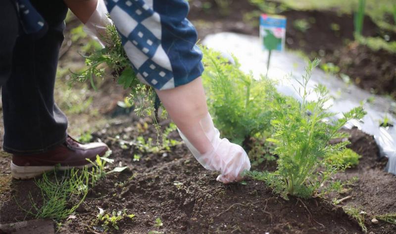 A person pulling weeds.