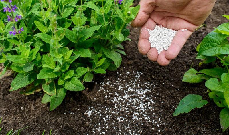 A person sprinkling fertilizer in the dirt.