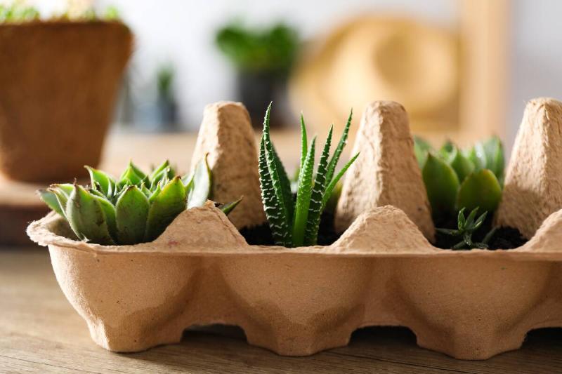 Growing plants in egg box, creative way to grow plants