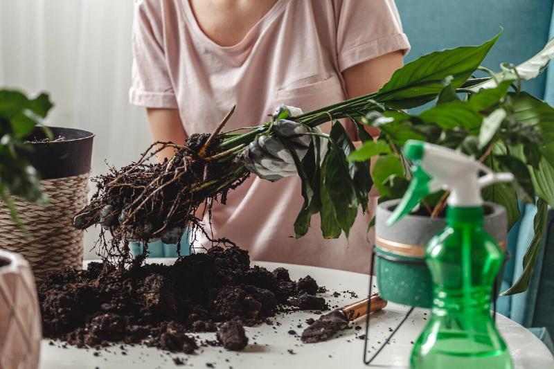 Plant transplant, woman care houseplant and transplant houseplant into a pot