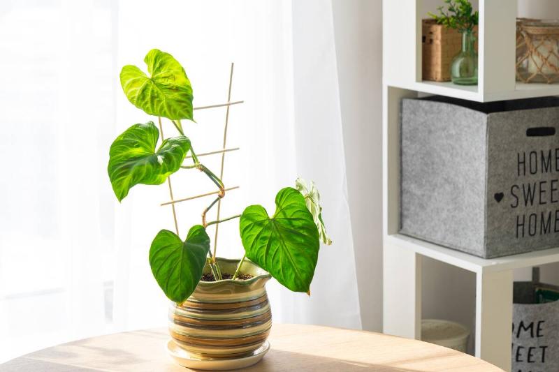 Philodendron verrucosum close-up in the interior on a table in a planter on a white background of a window with a curtain. Houseplant Growing and caring for indoor plant, green home. Minimalism