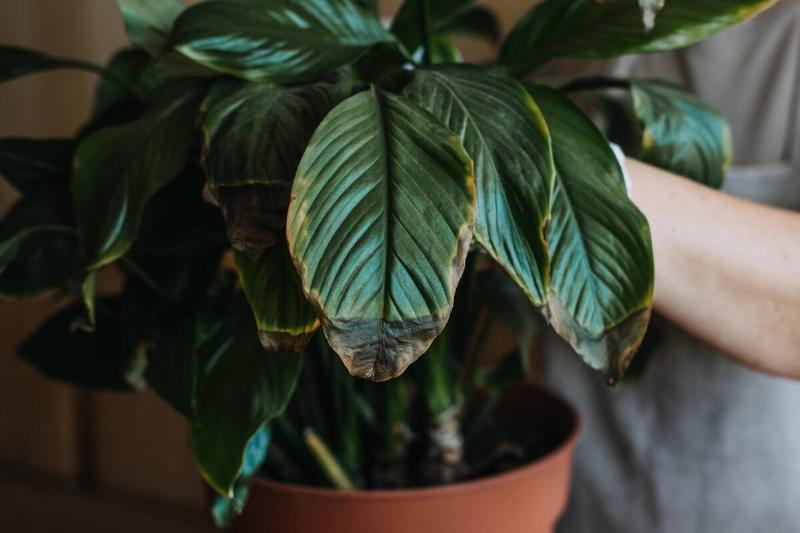 Houseplants diseases. Indoor plants Diseases Disorders Identification and Treatment, Houseplants sun burn. Female hands cutting Damaged Leaves from potted Spathiphyllum Sensation houseplant