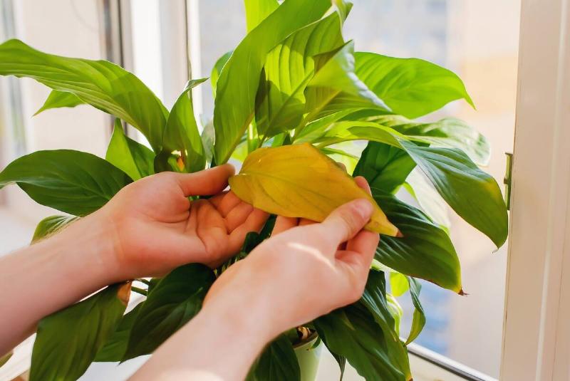 a man shows a dry diseased leaf on a house plant. plant care