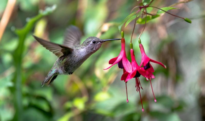 A hummingbird at a flower.
