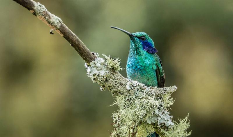 A hummingbird perched on a branch.