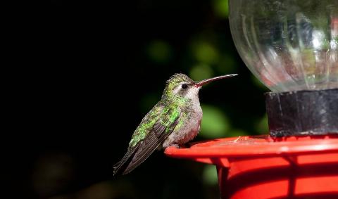 A hummingbird perched on a feeder.