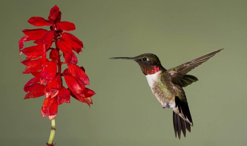 A hummingbird at a flower.