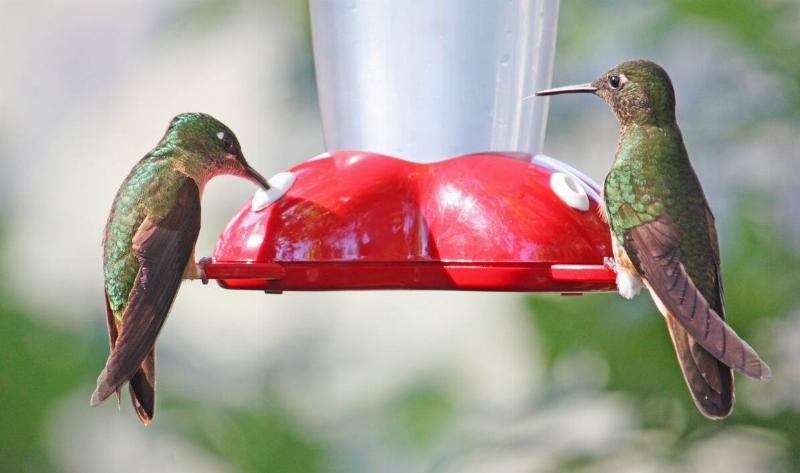 Two hummingbirds perched on a feeder.