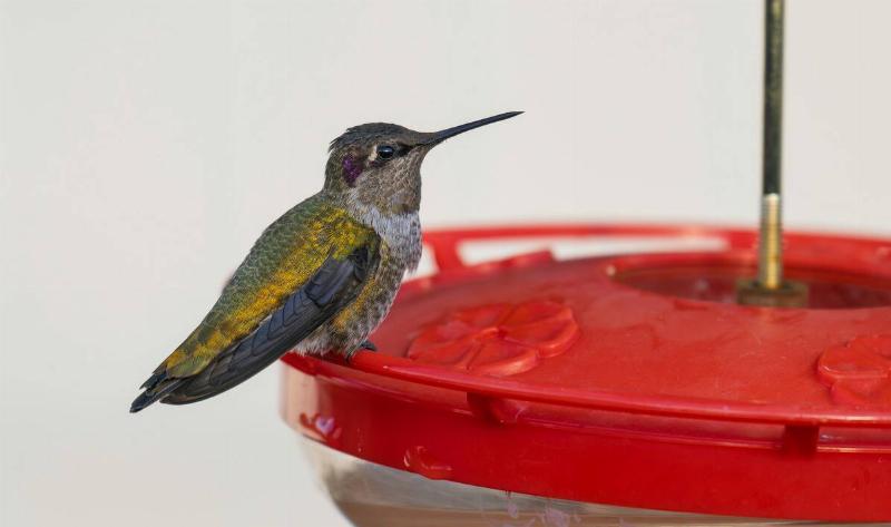 A hummingbird perched on a feeder.
