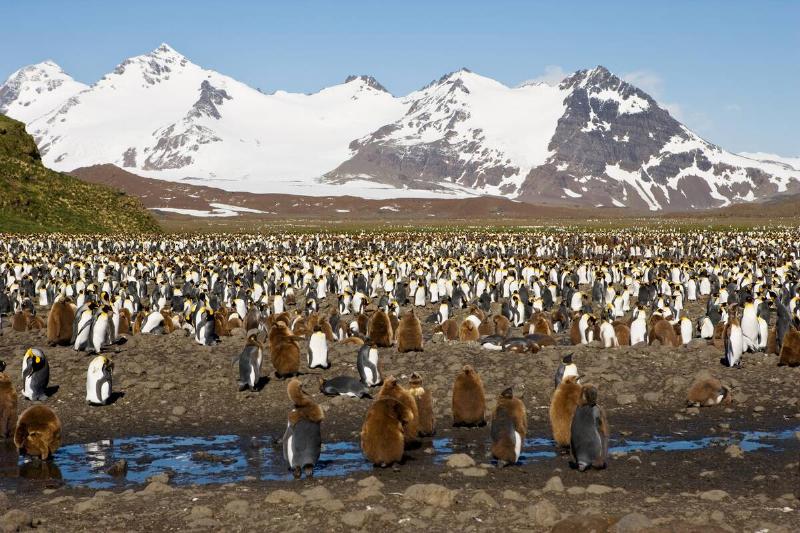 King penguins at Salisbury Plain, South Georgia Island, Antarctica. Large number of penguins in mountain scenery.