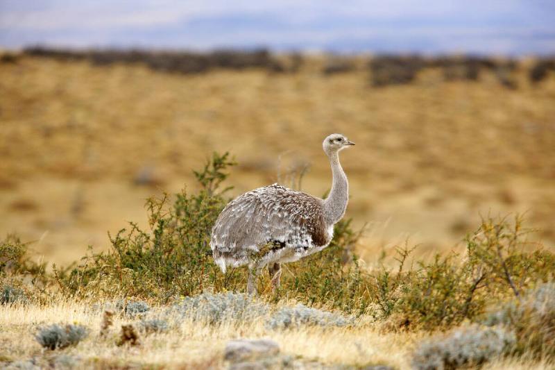 Darwin's Rhea, Rhea pennata, Chile