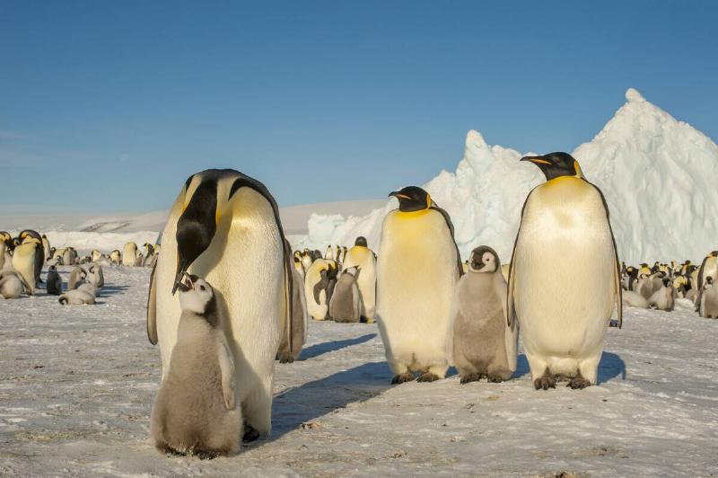 Emperor penguins (Aptenodytes forsteri) with chicks on the sea ice at Snow Hill Island in the Weddell Sea in Antarctica.