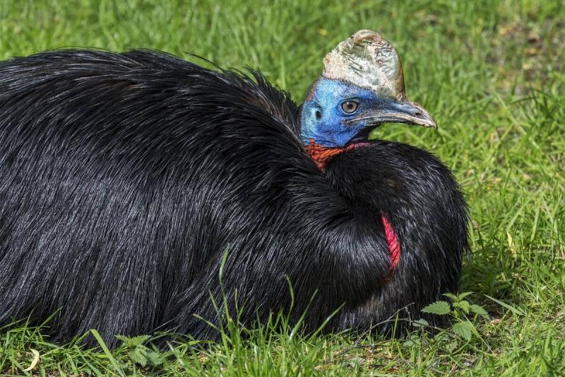 Northern cassowary / one-wattled cassowary / single-wattled cassowary (Casuarius unappendiculatus) flightless bird native to northern New Guinea.