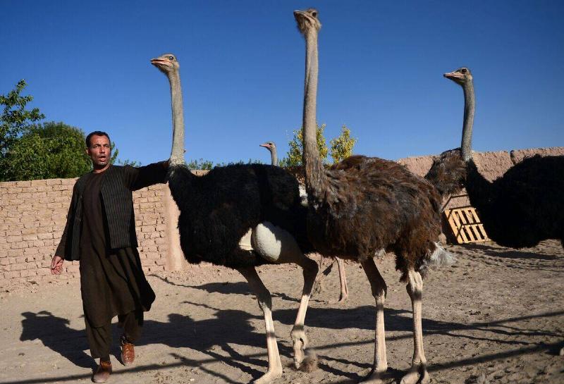 In this photograph taken on August 15, 2017, an ostrich farmer walks with his ostriches on a farm on the outskirts of Herat.