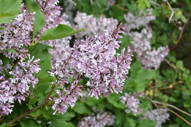 Syringa pubescens subsp. patula 'Miss Kim' 5/2021 Manchurian lilac