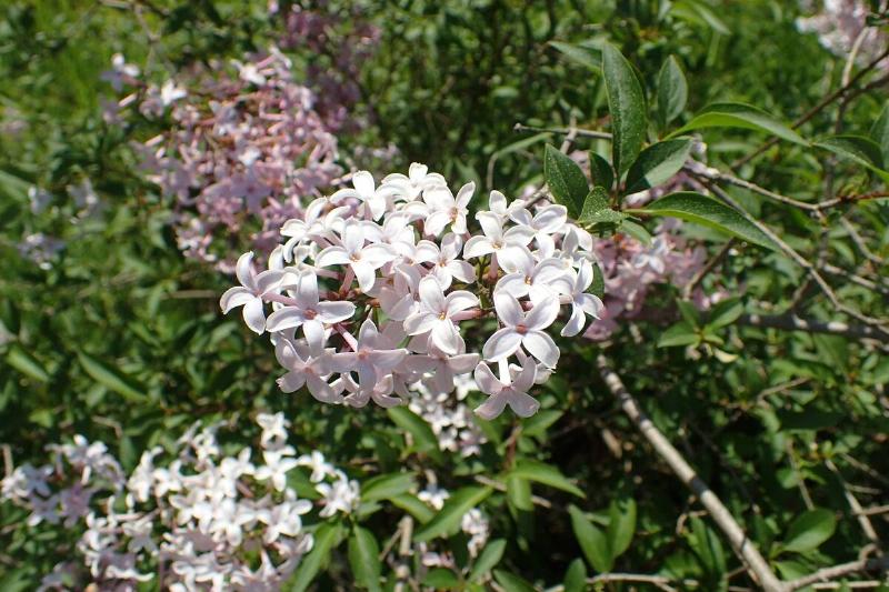 Syringa persica in the Botanischer Garten, Berlin-Dahlem