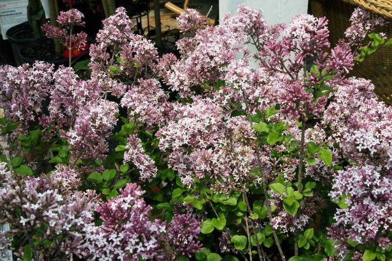 Location taken: Behnke Nurseries, Beltsville, MD USA. Names: Syringa meyeri 'Palibin' C.K.Schneid.