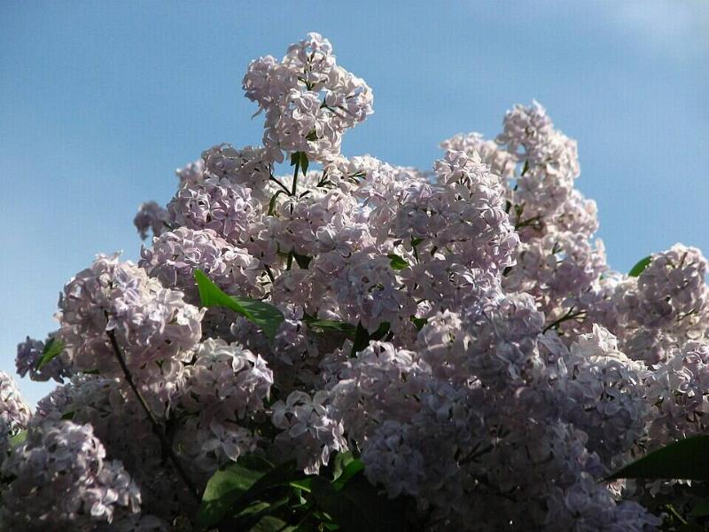 Syringa  vulgaris 'Madame Charles Souchet'. Originator: Lemoine, 1949. From the 
collection of the Botanical Garden of Moscow State University.
