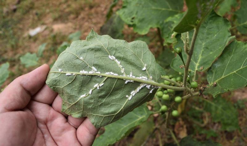 Mealybugs on the underside of a leaf.