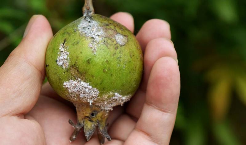 Mealybugs on a young pomegranate plant.