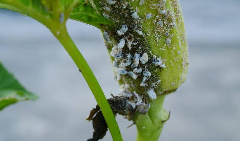 Mealybugs on the underside of a leaf.