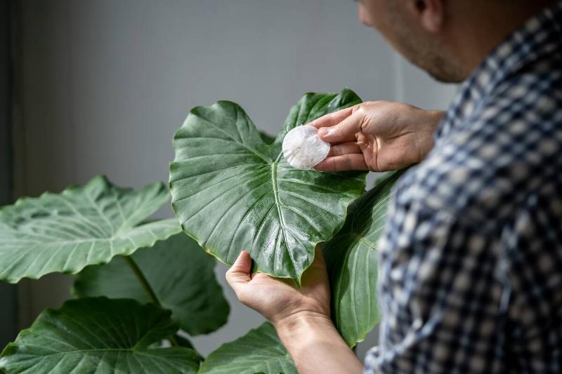 Man hands wiping dust from Alocasia leaves, taking care of houseplant  using wet cotton pad, moisturizes during heating period, selective 
focus, closeup. Dust in apartment,