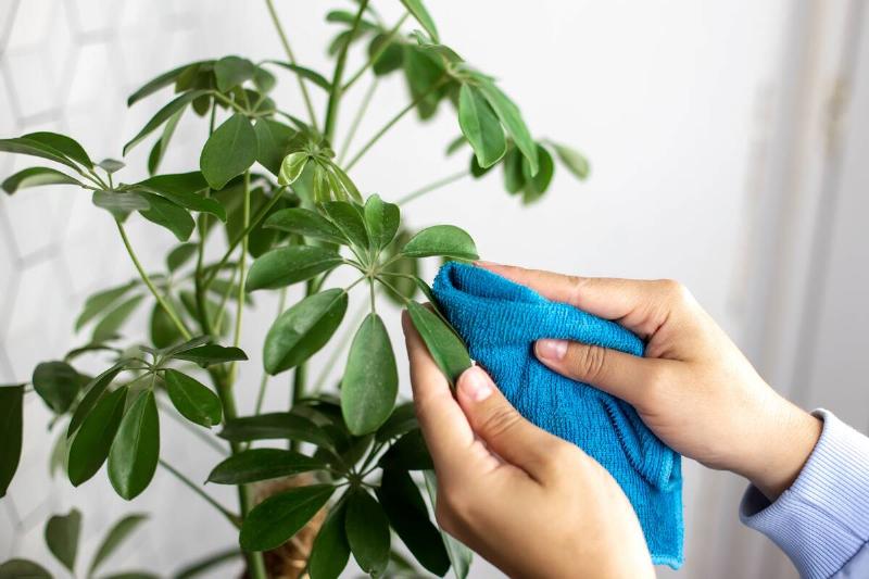 Womens hands in blue clothes, wiping the green leaves of the scheffler flower with a rag close-up.