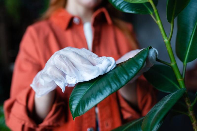Wiping dust from big green leaf potted ficus