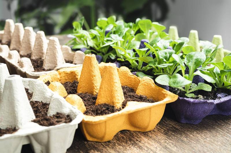 Sprouts in multi-colored reused egg cartons, sustainable environmental gardening and connecting with nature concept